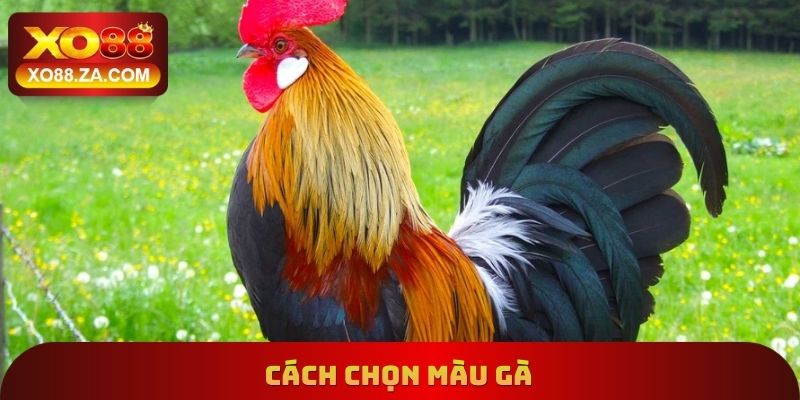 Cách Chọn Màu Gà