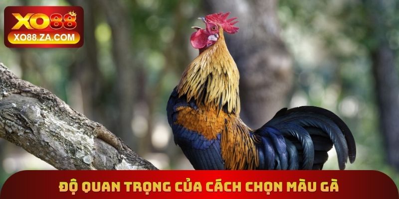 Độ quan trọng của cách chọn màu gà
